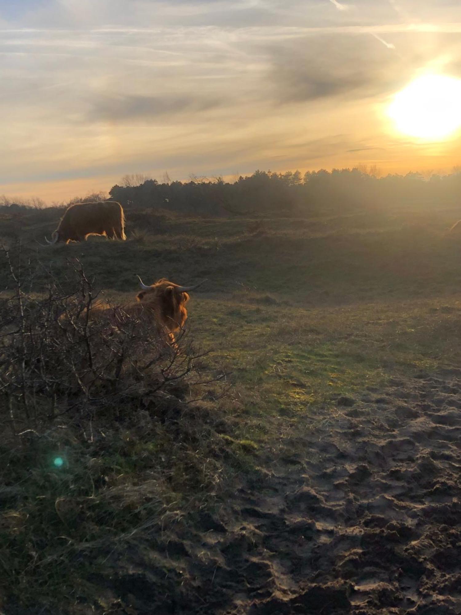De Bosrand Grenzend Aan Het Bos Villa Castricum Bagian luar foto